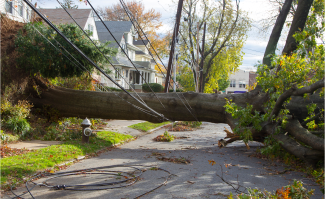Fallen tree on power lines.