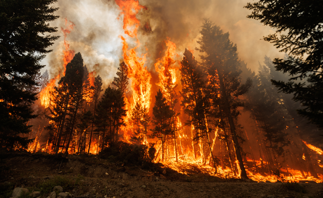 A forest in flames during a wildfire.